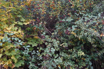 Hecke mit Hagebutten und Brombeeren