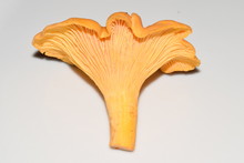 Closeup Of A Golden Chanterelle Mushroom, Cantharellus Cibarius, Showing The Lamellae On The Underside.