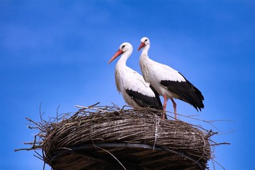 white stork in the nest