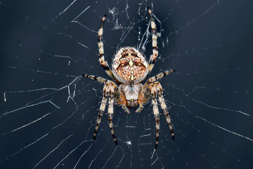 Araneus diadematus or commonly called the European garden spider sitting in web
