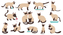 Cartoon Cat Characters Collection. Different Cat`s Poses, Yoga And Emotions Set. Flat Color Simple Style Design. Siamese Colorpoint Cats