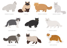 Persian Longhaired Type Cats. Domestic Cat Breeds And Hybrids Collection Isolated On White. Flat Style Set