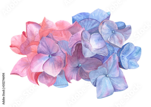 Photographie Watercolor hydrangea flowers isolated on white background