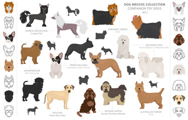 Companion and miniature toy dogs collection isolated on white. Flat style. Different color and country of origin