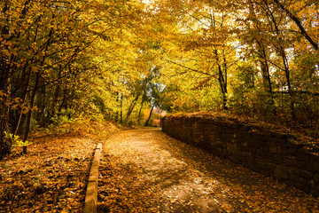Wall Mural - Collection of Beautiful Colorful Autumn Leaves. green, yellow, orange, red