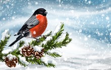 Bird Bullfinch On A Branch Of Spruce On A Winter Background, Art Illustration Painted With Watercolors