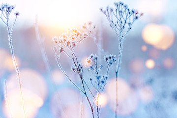 frozen twigs in hoarfrost glisten in the sun. winter landscape with sun flare