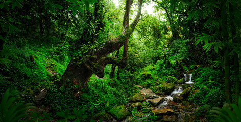 Deep tropical jungles of Southeast Asia in august