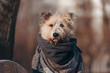adorable mixed breed dog portrait outdoors in winter