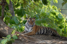 Young Bengal Tiger (Panthera Tigris Tigris), Tadoba Andhari Tiger Reserve, Maharashtra State