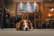 Red border collie dog lying on the floor