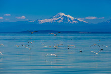 Birds Flying Over The Water Off The Coast Of Orcas Island Overlooking Mount Baker, Washington State