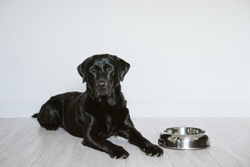 Beautiful black labrador waiting to eat his meal. Home, indoor