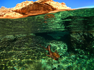 Wall Mural - Underwater split photo of octopus in rocky bay of Greek island