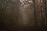 Fototapeta Krajobraz - Wald im Herbst