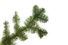 Closeup Of A Pine Christmas Tree Branch Isolated On White