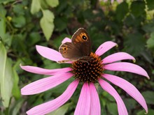 A Butterfly Drinking Nectar From A Coneflower Echinacea Purpurea In Summer