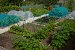 Potatoes, onions, brassicas and strawberries growing on wel-kept allotment