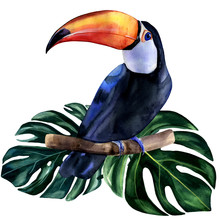 Watercolor Hand Painted Colorful Realistic Illustration Of Toucan Bird With Monstera Leaves. Bright Tropical Composition Is Perfect For Invitation For Thematic Wedding Or Party.