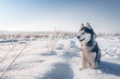 Siberian husky with blue eyes sits on the snow