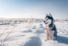 Siberian Husky With Blue Eyes Sits On The Snow