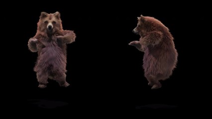 Wall Mural - Bear Dance CG fur 3d rendering animal realistic CGI VFX Animation Loop  composition 3d mapping cartoon, with Alpha Channel