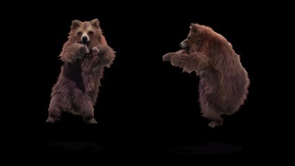 Wall Mural - Bear Dance CG fur 3d rendering animal realistic CGI VFX Animation Loop  composition 3d mapping cartoon, with Alpha Channel