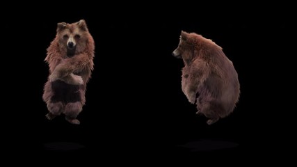Wall Mural - Bear Dance CG fur 3d rendering animal realistic CGI VFX Animation Loop  composition 3d mapping cartoon, with Alpha Channel