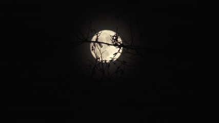 Wall Mural - bright full moon slowly rising behind branches