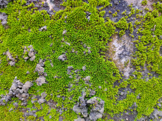 Close-up green moss on wall brick for texture background.