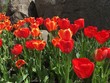 bright red tulip blooms in full sun
