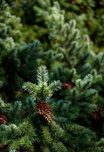 Closeup Of Evergreen Branch With Pinecones As A Nature Background, Sunny Day