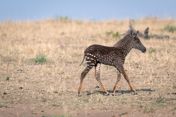 Wall Mural - rare zebra foal with polka dots (spots) instead of stripes, named tira after the guide who first saw