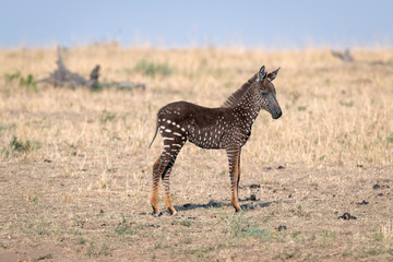 Wall Mural - rare zebra foal with polka dots (spots) instead of stripes, named tira after the guide who first saw