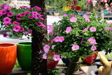 Fototapeta Kwiaty - Colorful flowers in the garden.flower blooming.Beautiful flowers in the garden.