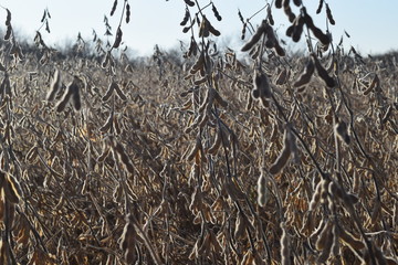 Poster - Soybean Field