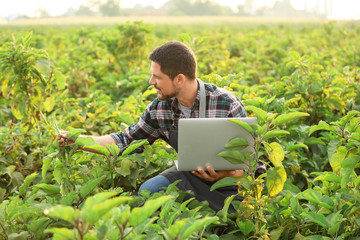 Wall Mural - Male agricultural engineer working in field