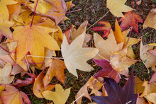 Yellow And Brown Leaves Durinng Fall Foilage On Grass Good For Background