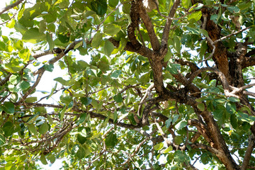 Wall Mural - branches of big tree, old tree with green spring leaves. refreshing and oxygen