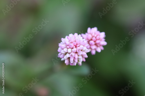 ヒメツルソバ ピンク色の小さい花 Buy This Stock Photo And Explore Similar Images At Adobe Stock Adobe Stock ヒメツルソバ ピンク色の小さい花 Buy This Stock Photo And Explore Similar Images At Adobe Stock Adobe Stock