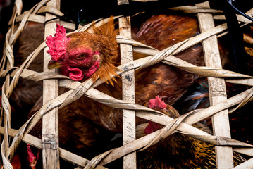 Chicken is in a bamboo cage. it will be killed and made into food.