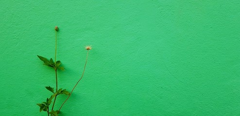 Wall Mural - Minimal flower blooming with green leaves tree isolated on green wall for background with right copy space. Beauty of Nature, Minimal plant and Pastel color wallpaper concept 