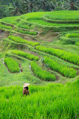 Wall Mural - View of green rice field in terrace in Bali,near jatiluwih - Indonesia