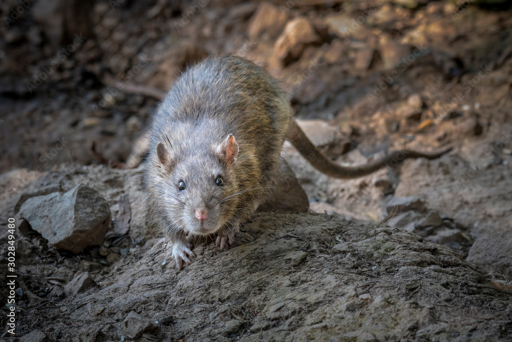 Wild Rats Images A wild rat on rocks by a river bank stares forward at the camera Stock ...