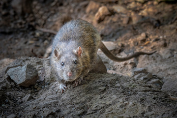 Poster - A wild rat on rocks by a river bank stares forward at the camera
