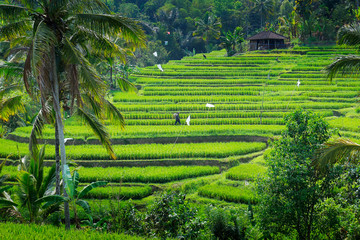 Wall Mural - View of green rice field in terrace in Bali,near jatiluwih - Indonesia