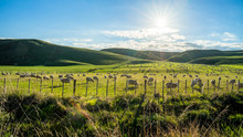 Flock Of Sheep Grazing On A Green Hill In Rural Country Sheep Farm In The Afternoon.  A Flock Of Sheep Is Generally Found In A Mountain Valley New Zealand.