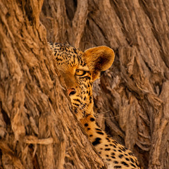 Poster - Female Leopard