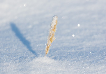 Frozen grass in the snow