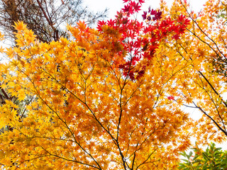 Wall Mural - colorful leaves of Japanese maple tree in autumn
